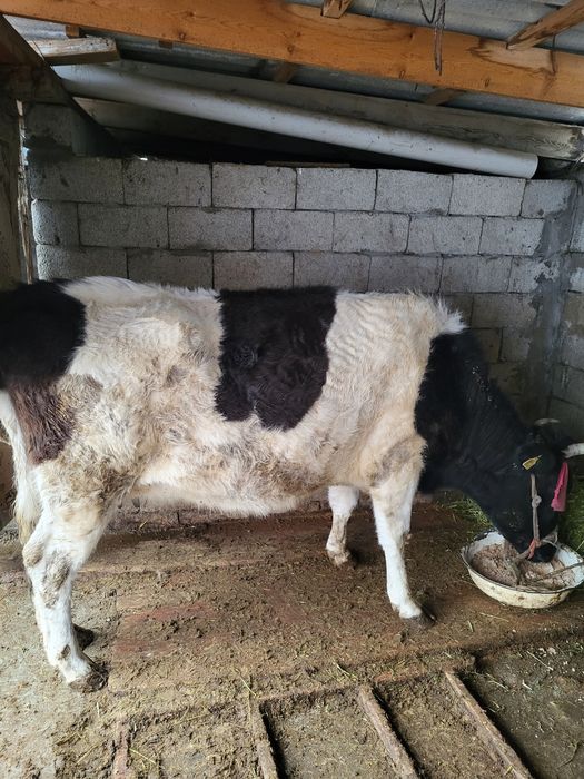 Сиыр   сатылады.