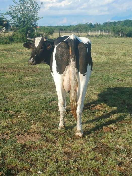 Vaca metis holstain