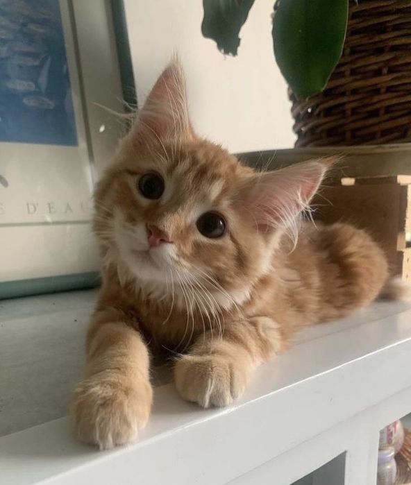 Шотландские котятки!
