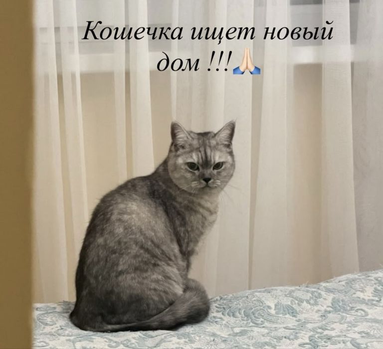 Кошечка бесплатно