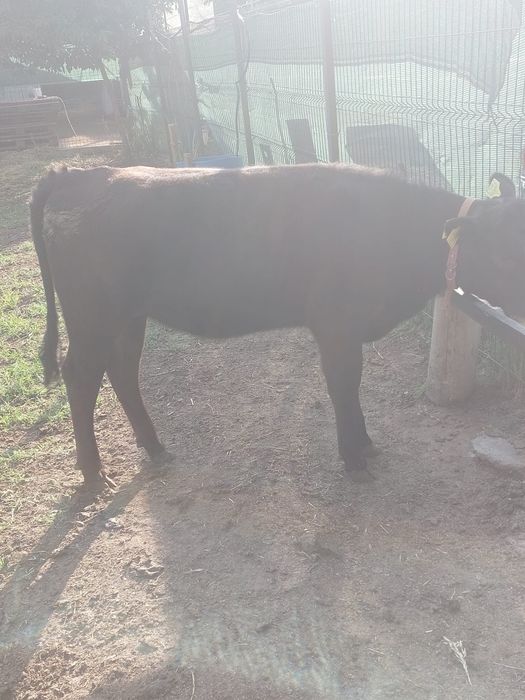 Vand vitica metis angus