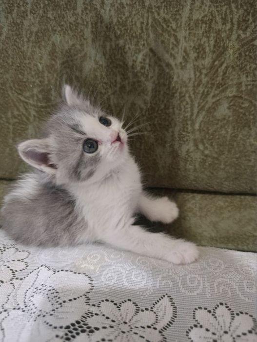 Отдаю котят в добрые руки