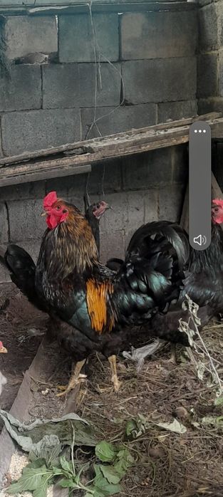 Продам петуха домашний