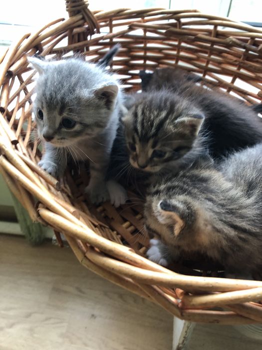 Котята в добрые руки