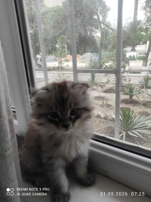 Котята,порода Ангорка,2мес.