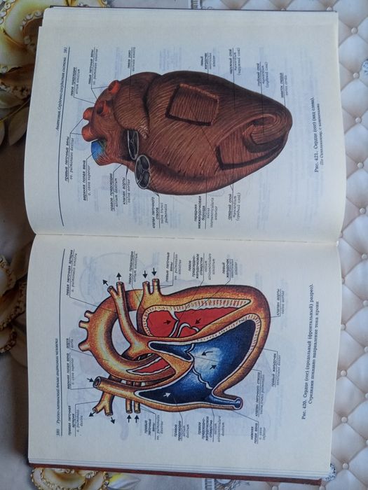 Анатомия человека сотилади