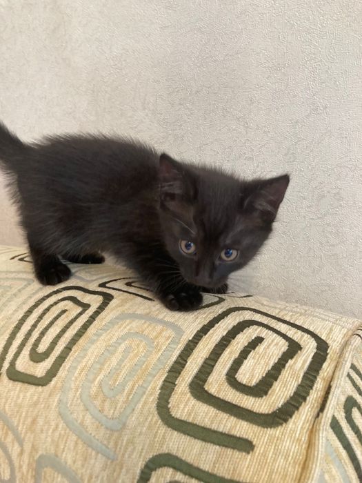 Кошка и котики в добрые руки