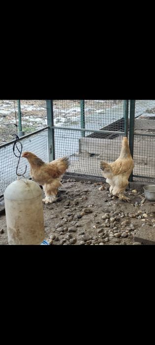 Găini Brahma columbia - TINERET