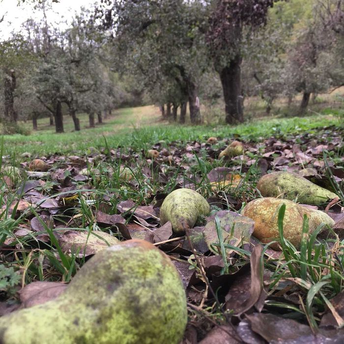 Pere si Mere bio pentru tuica, palinca, suc