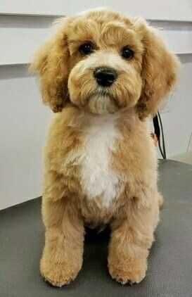 Стрижка собак мелких пород