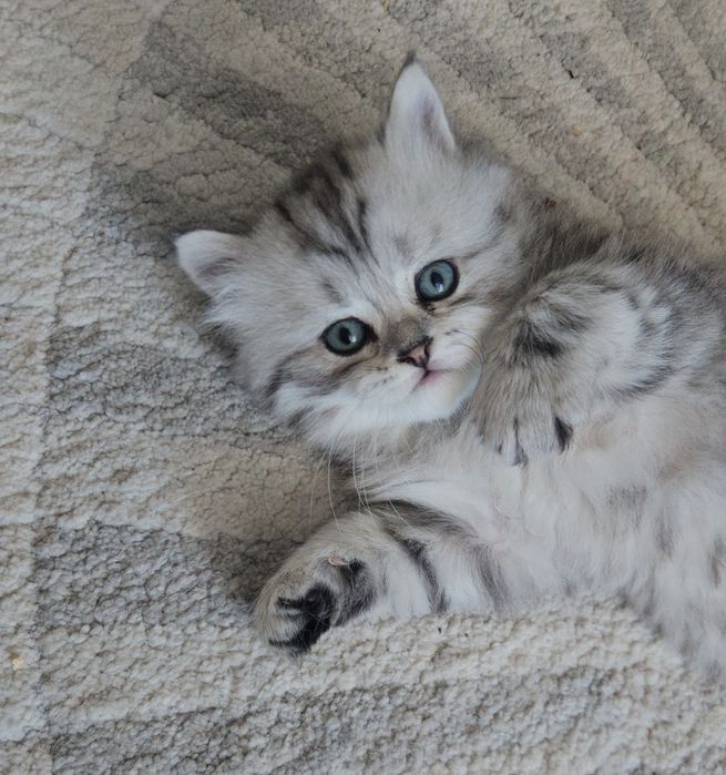 Продам котёнка мальчика