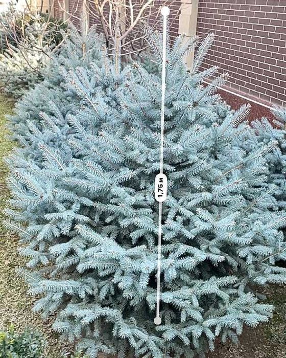 Голубая Ель Крым archa