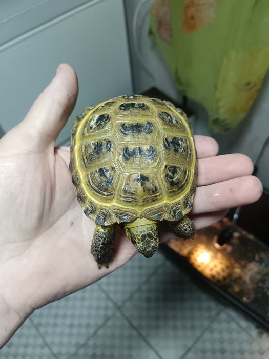 Сухопутная черепашка