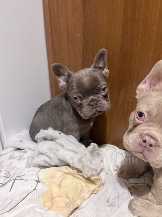 Френски Булдог Кученцa