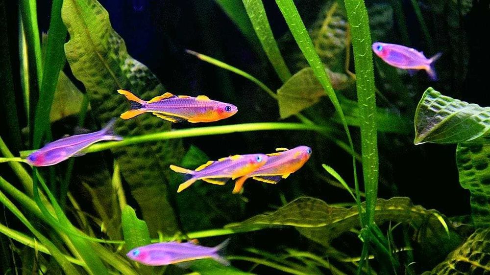 Аквариумная рыбка "Попондетта Фурката"