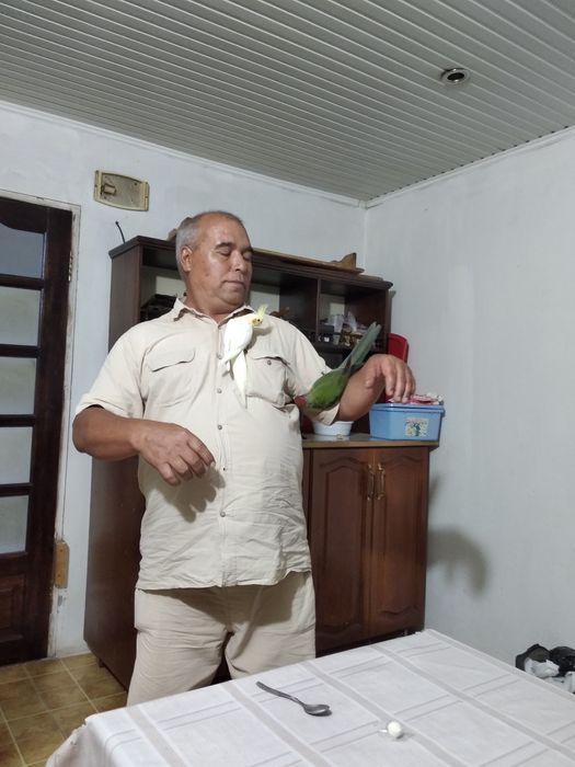 Пенантовая розелла и капелла ручные продаются