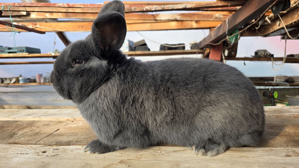 Vând Mascul si Femele,  Pui Iepuri Albastru Vienez