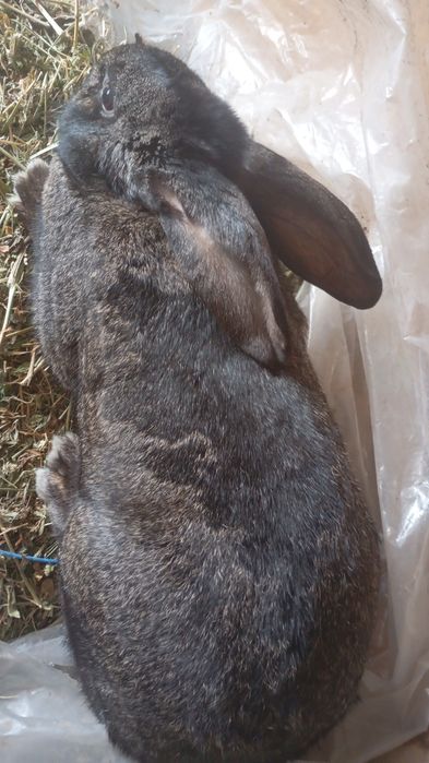 Vând 4 Iepuri tineri