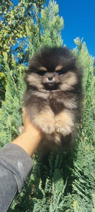 Померан мини померанче