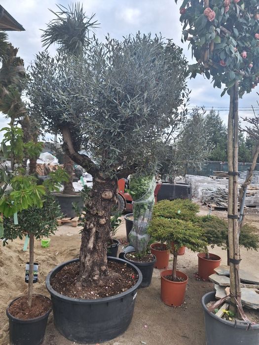Palmieri rezistenți la ger pana la -17 ° Măslini, Camelia, leylandy 3-