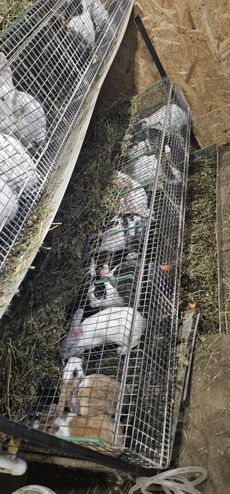 Iepuri Hycole Francez