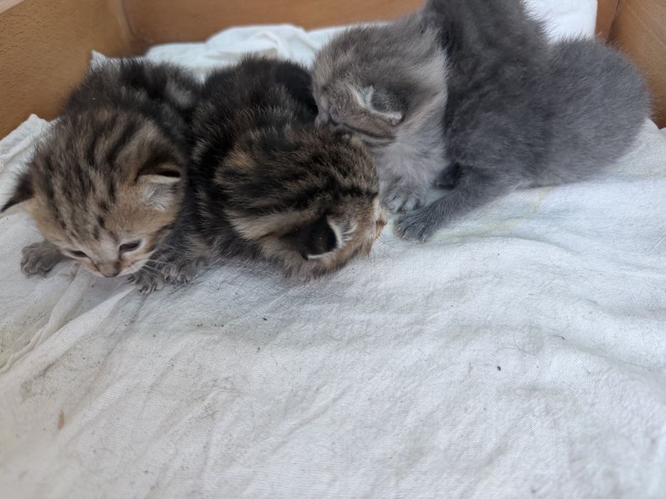 Продается котят 1 месяца