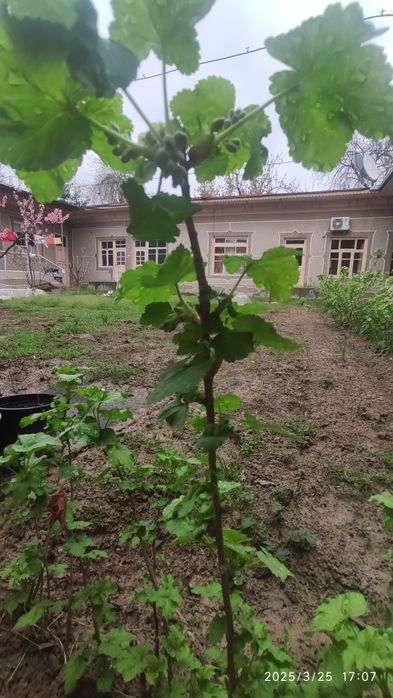 Перечная мята, душистая смородина сорт киргизия