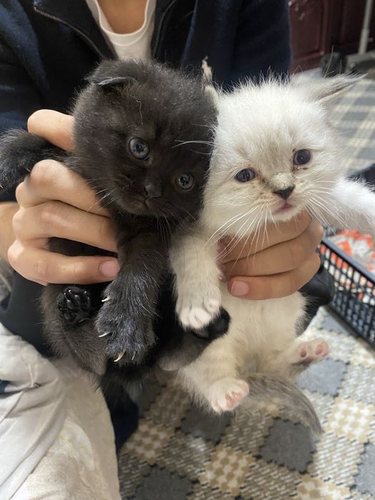 Scottish fold straty