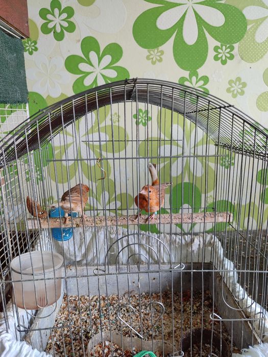 Готовая самочки цена 10000 тенге.