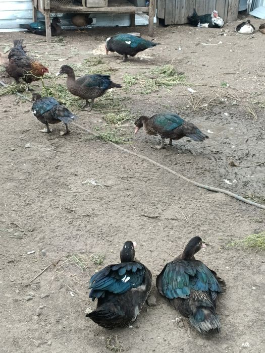 Продам индоуток.