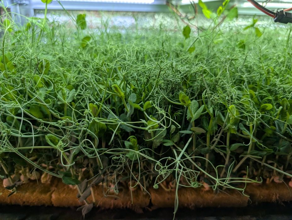 Микрозелень лучшего качества