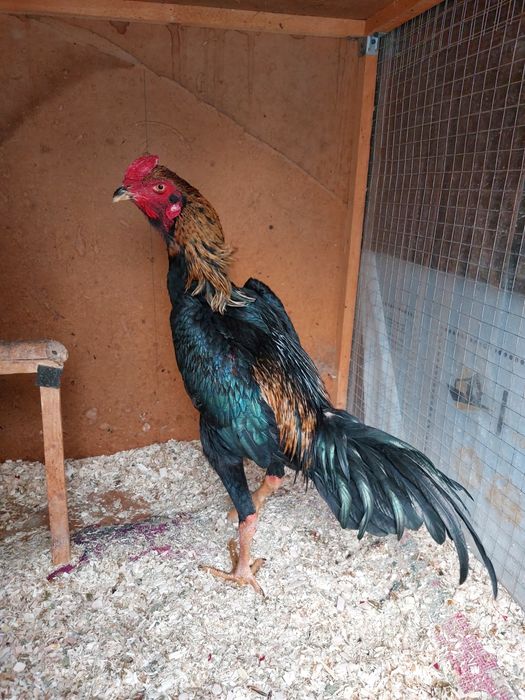 Dakan xo'roz privaznoy