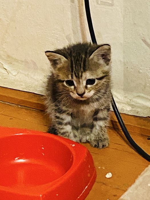 Котята БЕСПЛАТНО в добрые руки