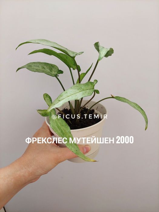 Сортовые сингониумы