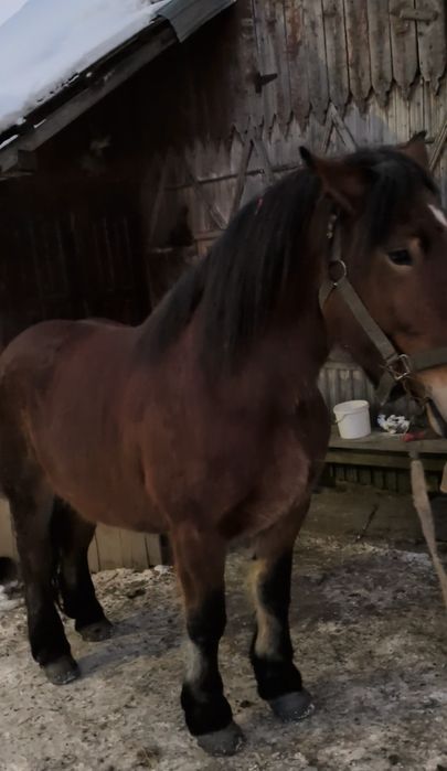 Iapa de 3 ani jumătate grea