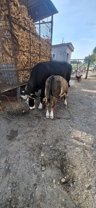 Vand vaca buna pentru gospodarie!