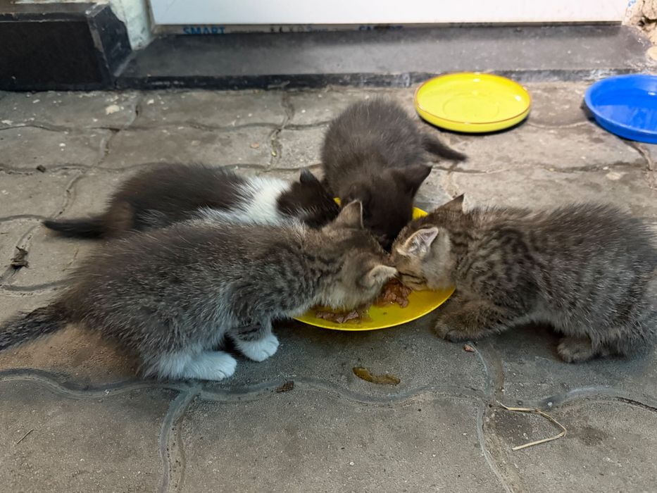 Отдам котят в хорошие руки