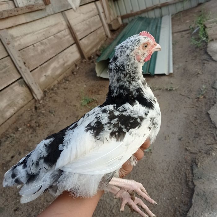 Алам дитндер болса хабардамыз