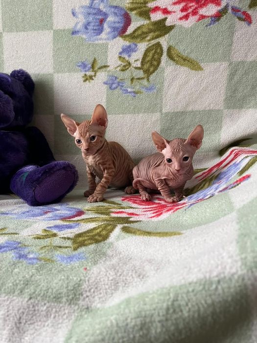 Донской сфинкс котята