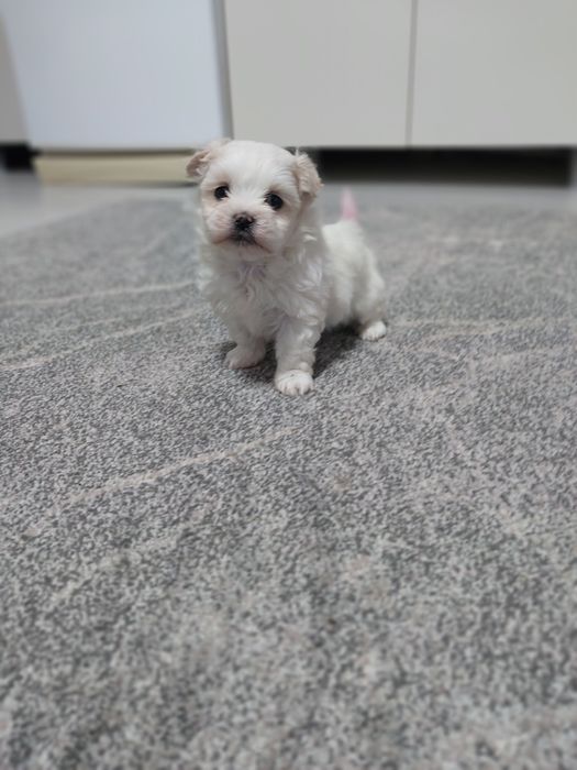 Catel bichon maltese miny