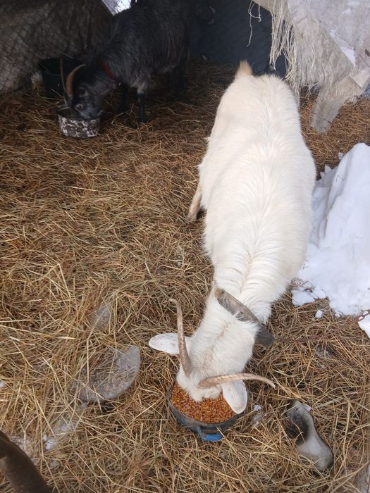 De Vânzare 6 capre și on ied 5 sunt gestante și una are ied