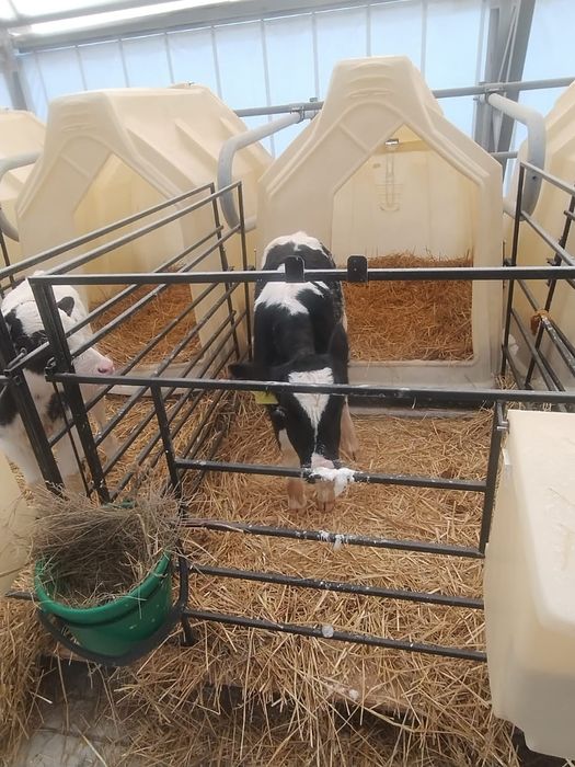 Продаются чистопородные бычки