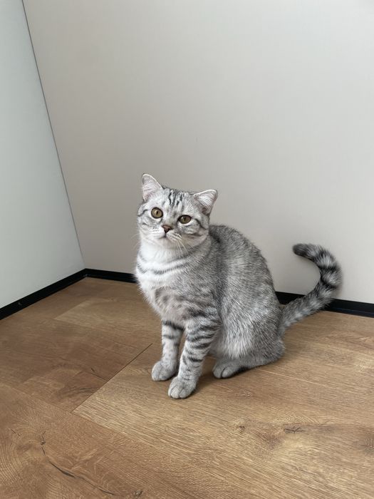 шотландская вислоухая кошка