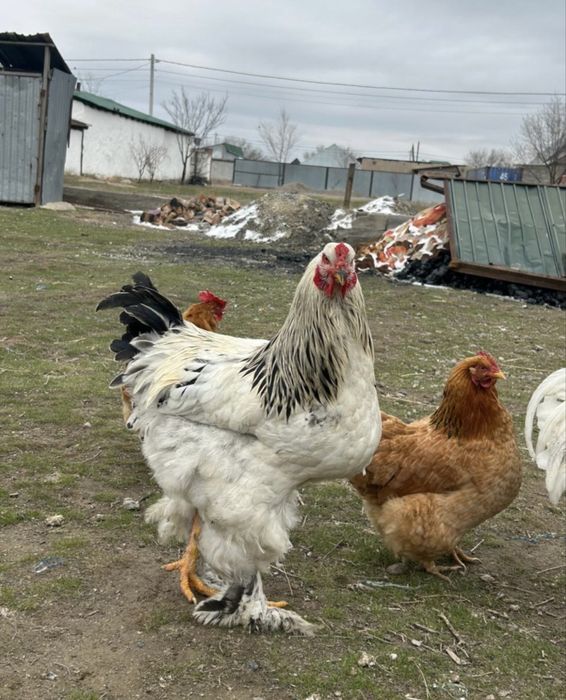 Продам молодого петуха брама
