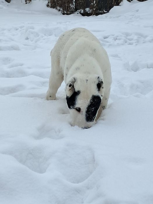Щенки алабая, мальчик и девочка продажа
