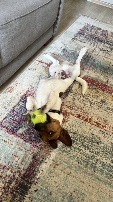 Джек рассел терьер для вязки