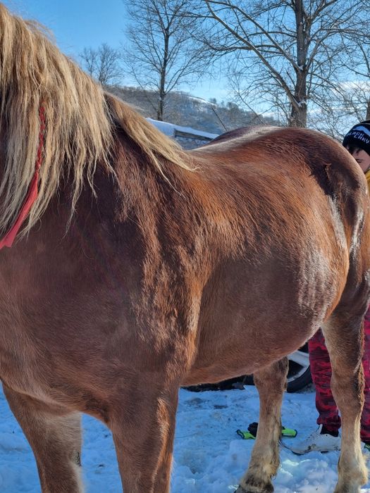 Se vinde iapă bună de căruță