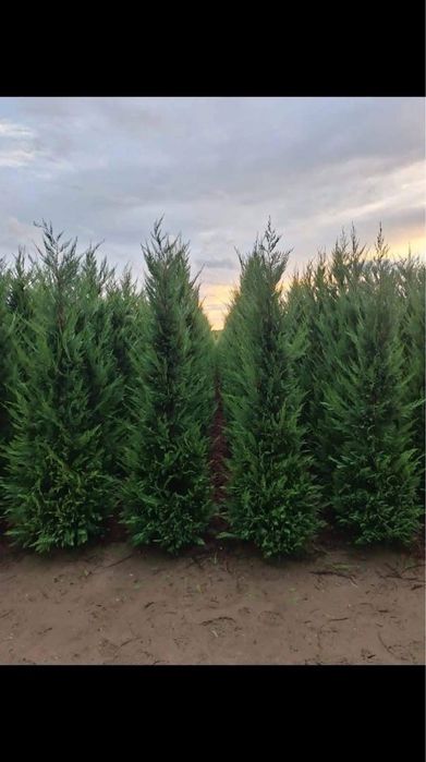 Leylandii gard vesnic verde