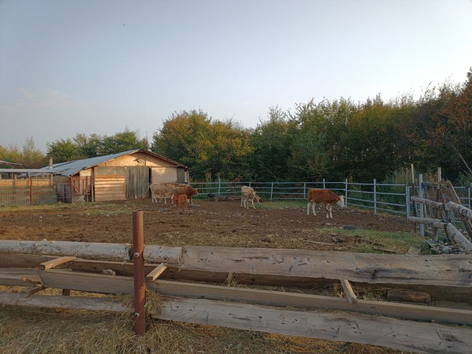 VAND FERMA 87000 euro negociabil