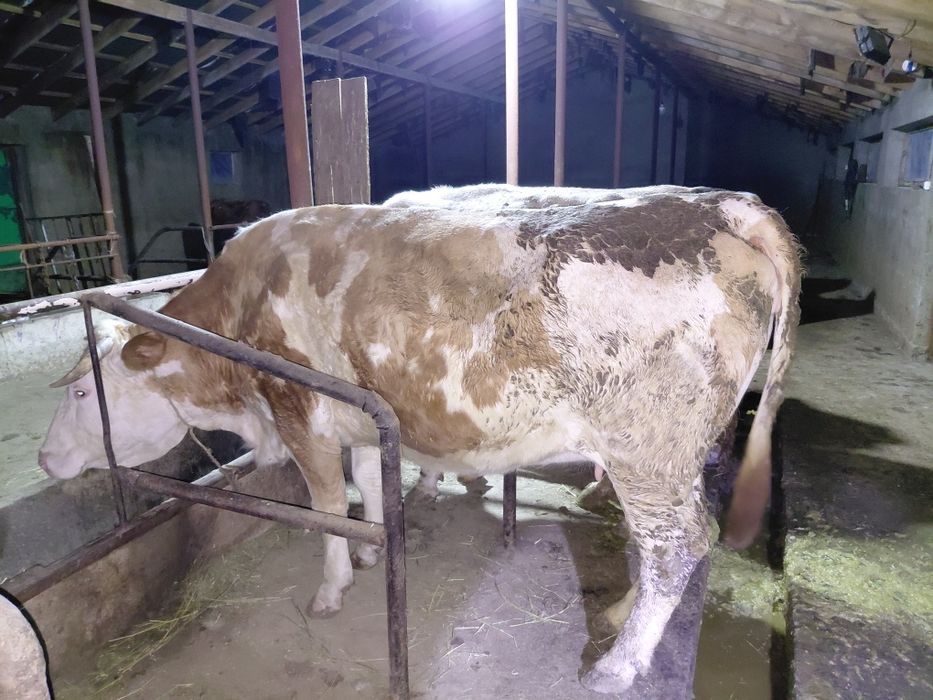 Семіз сиырлар сатылады